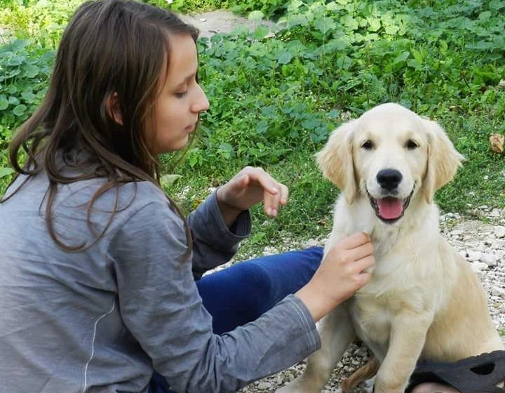  Czy Golden retriever to pies na kaczki, czy pies rodzinny? A może pies terapeuta?