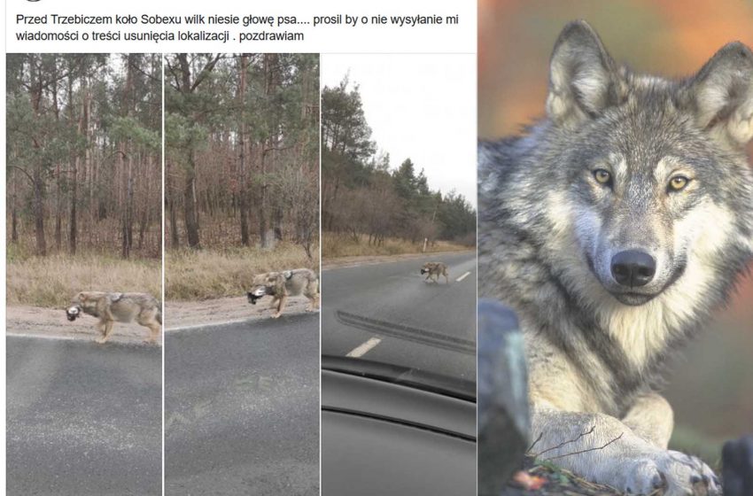  Wydawca napsitemat.com.pl komentuje zdjęcia wilka z psią głową