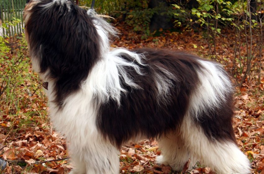  Polski owczarek nizinny to pies dla rodziny o pasterskiej genezie