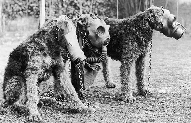  Psy i gołębie razem na wojnie! Niesamowita historia z jastrzębiami w tle. A jak psy wysadzały czołgi?