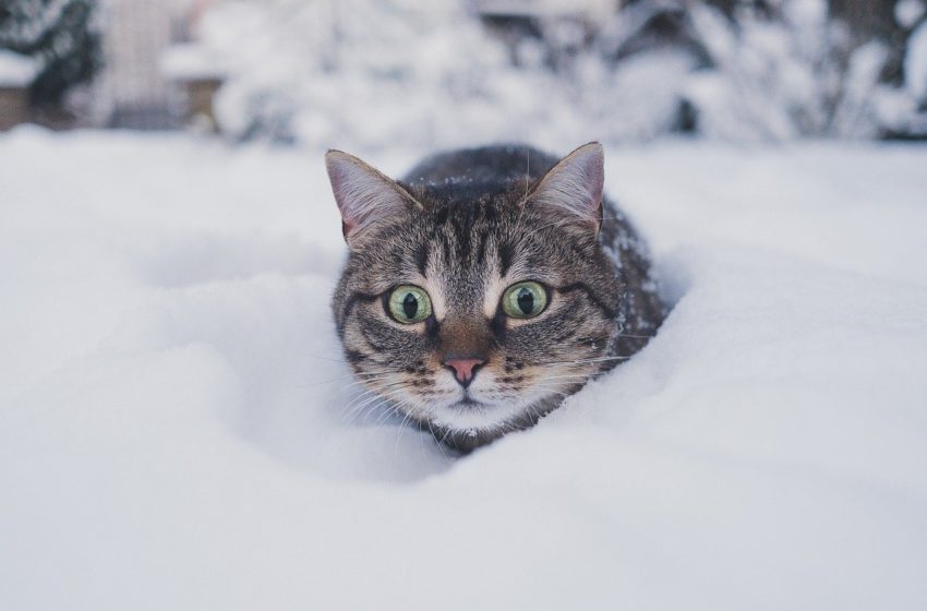  Koty lubią zimę. Nie przesadzajmy z nadmierną troską…