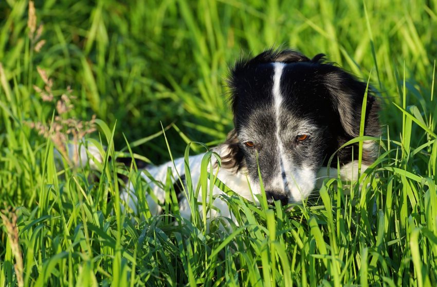  Dlaczego pies je trawę? Obalamy pięć mitów!