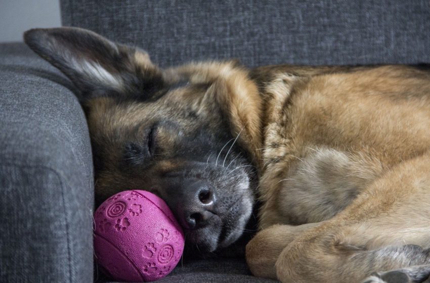  O czym śni Twój pies? Naukowcy zbadali ten obszar psiego mózgu