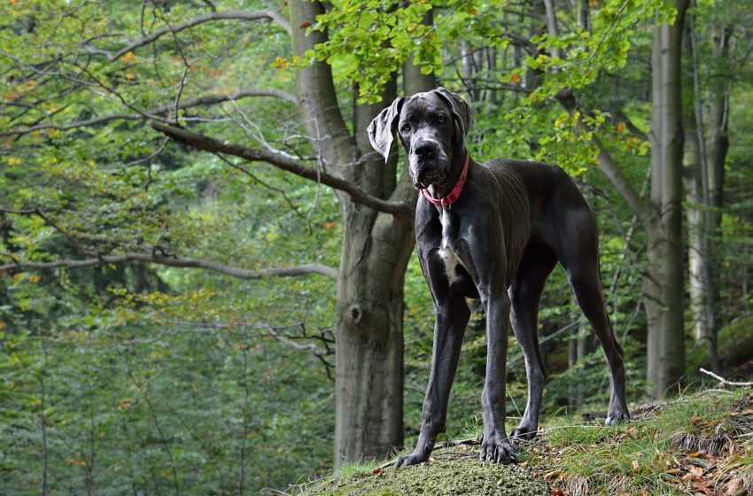  Dog niemiecki to połączenie siły i elegancji w jednym ciele