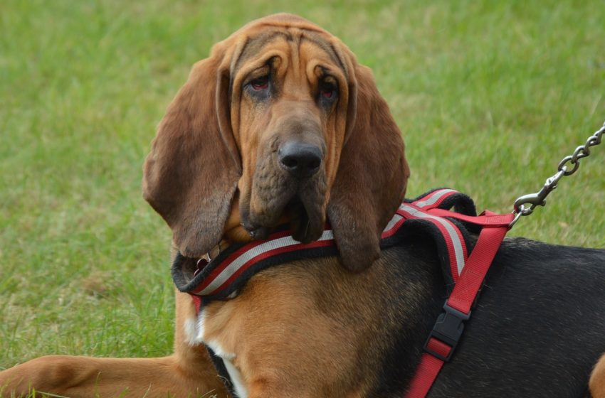  Bloodhound – z zamiłowania św. Huberta do polowań
