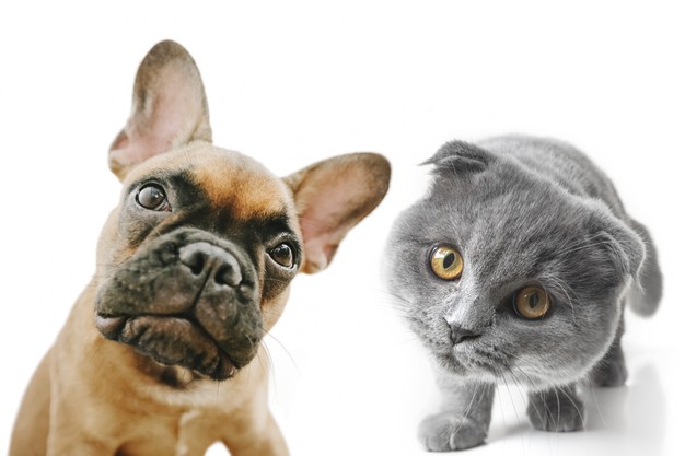  Z jednej miski? Pies i kot nie mogą spożywać tej samej karmy!