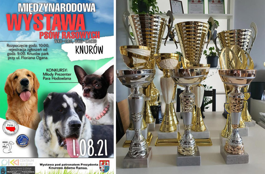  Ostatni dzwonek na wystawę psów rasowych w Knurowie!