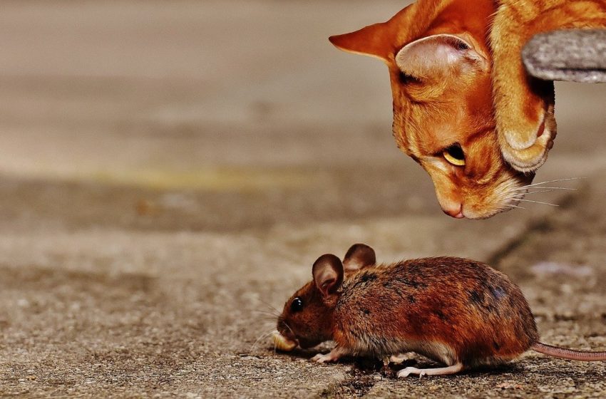  To nie wymysł bajkopisarzy. Koty naprawdę lubią jeść myszy