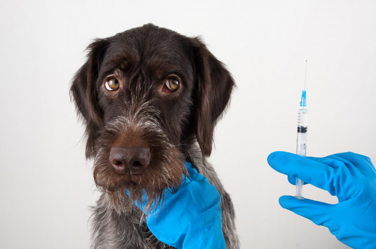  Czy niedługo będziemy szczepić psy i koty na koronawirusa?