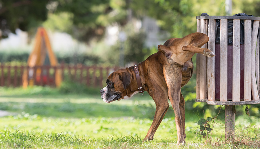  Choroby układu moczowego u psów. Przyczyny, objawy i leczenie!