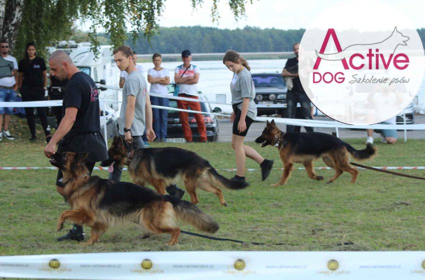  Szkoła dla psów – Active DOG