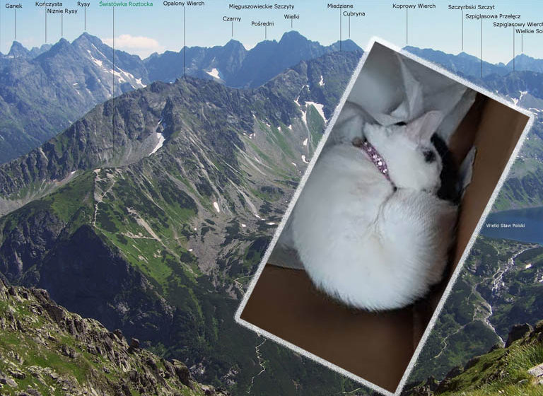  Kot znaleziony… na szczycie w Tatrach! Nietypowa kocia samowolka?