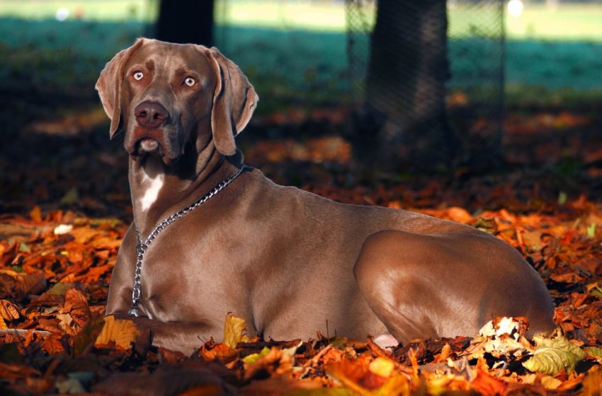  Wzmocnij układ odpornościowe psa zanim zaskoczy go jesień