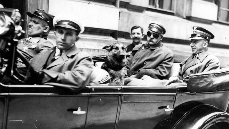  Owczarek niemiecki Piłsudskiego, czyli Pies. Po prostu Pies