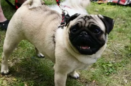 Mops, chihuahua i akita inu, czyli ferajna z Bruklinu