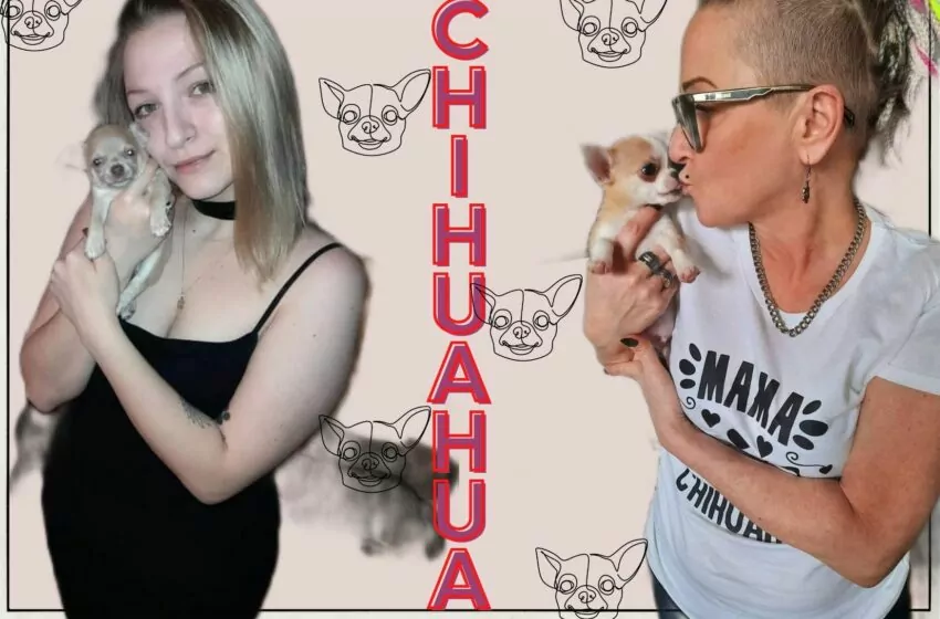  Chihuahua to miłość, która zmienia życie! Tako rzeczą hodowczynie z hodowli Chihuahua „Jaro” z Poznania
