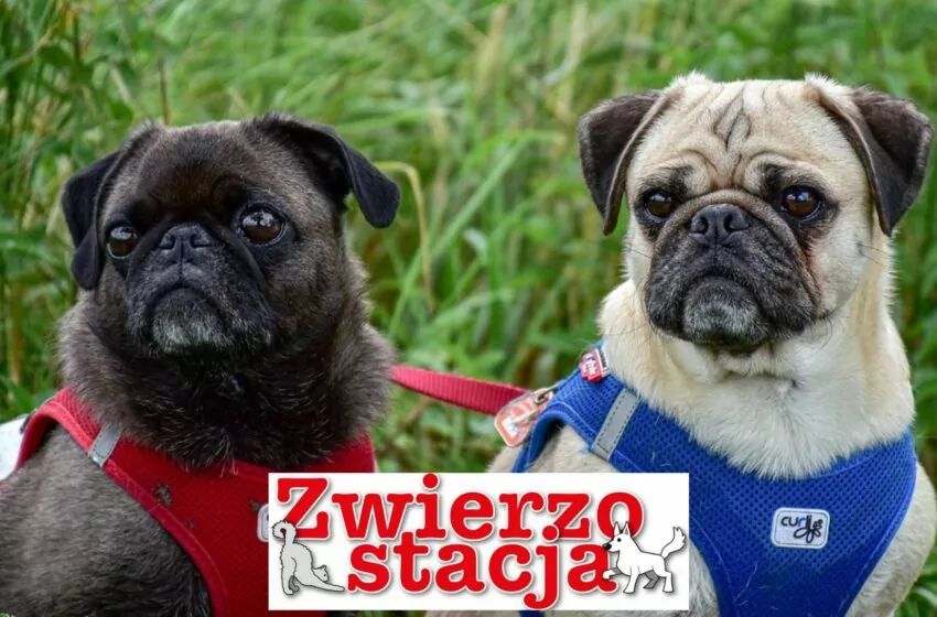  Genotyp i fenotyp decydują o rasowości