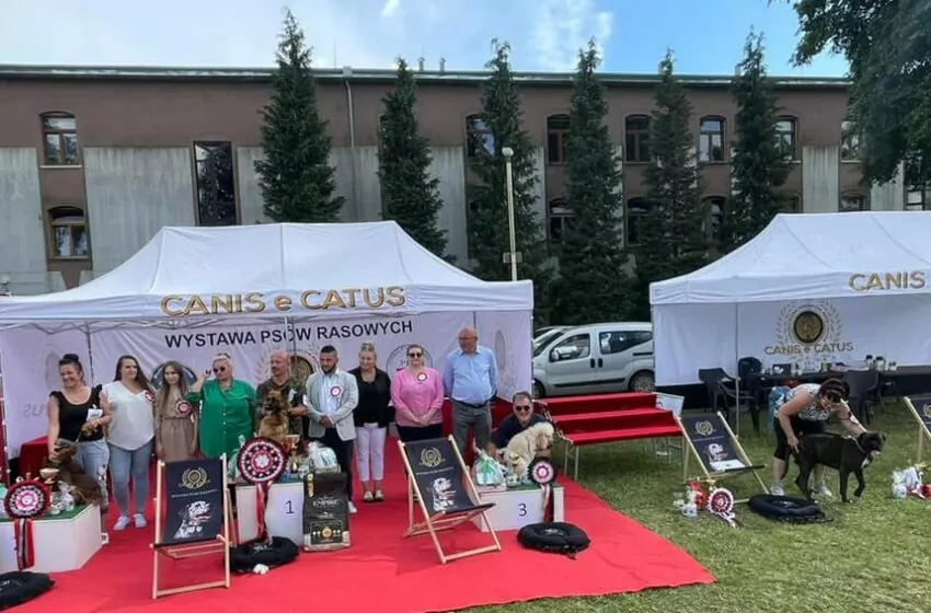  Częstochowa należy do Canis e Catus! Kolejna genialna wystawa psów rasowych