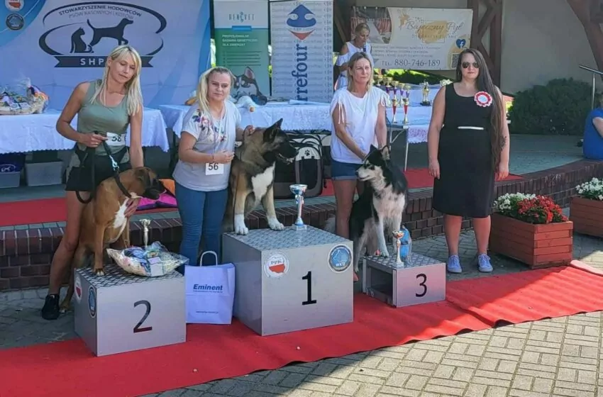  Wystawa psów w Marzeninie: 200 mega psów…